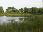 Una delle tante zone naturali alle porte di Ravenna