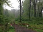 Un bosco fra Bruay-la-Buissiére e Arras (foto Elia Tazzari)