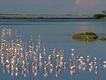 L'oasi dei fenicotteri rosa all'interno del Parco del Delta del Po