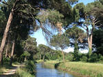 Pineta di Cervia, foto di repertorio