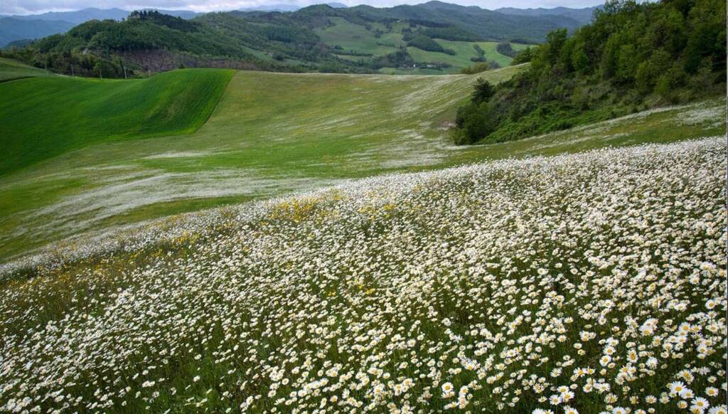 cammino di dante