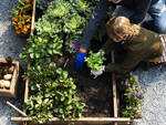 orto raccogliere verdura coltivare