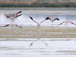 salina - CERVIA - Mostra  In Salina tra Panorami di Acqua e Cielo