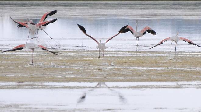 salina - CERVIA - Mostra  In Salina tra Panorami di Acqua e Cielo