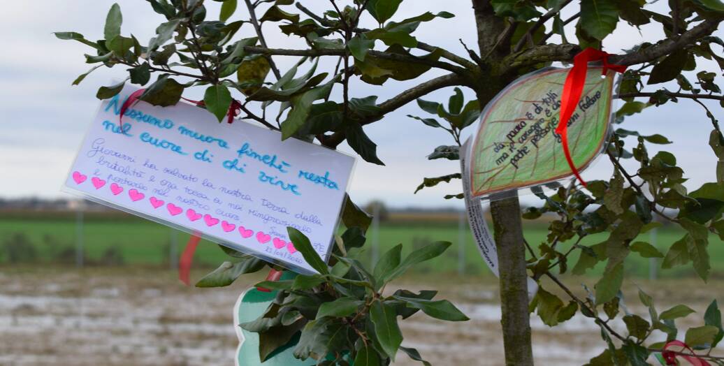 albero legalità