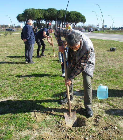 alberi