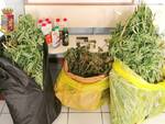 In casa coltiva piante di cannabis di tre metri: spacciatore 30enne in arresto a Ravenna