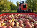 agricoltura lavoro nei campi mele seminare