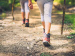 piedi passeggiata natura bosco pineta sentiero