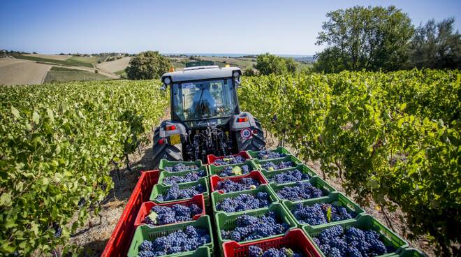 vino - vendemmia - uva - agricoltura