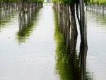 Fusignano a 10 giorni dall'alluvione di maggio 2023