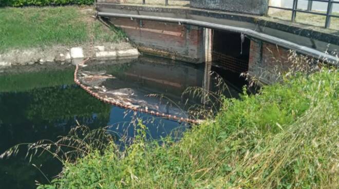 canale destra reno panne per fermare pesci morti