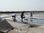 Cervia_salina_Camillone