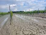 post alluvione - vigneto allagato 