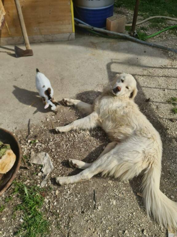 Gli animali ospitati al Centro