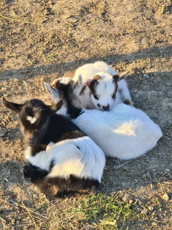 Gli animali ospitati al Centro