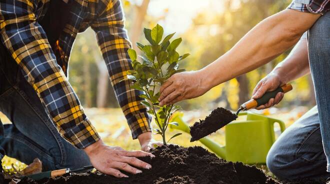 piantare alberi piante
