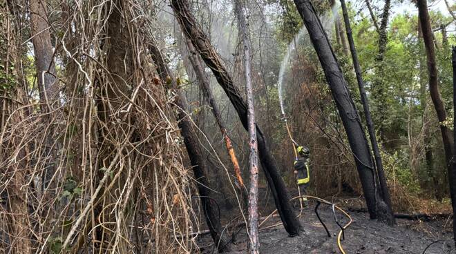 incendio in pineta - marina di ravenna - parco marittimo 