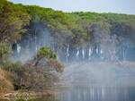 Incendio pineta tra Lido Adriano e Punta Marina - 16/08/2024