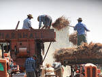 mietitura, campagna, contadin, agricoltura