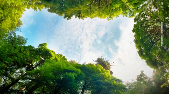 Alberi Emilia-Romagna