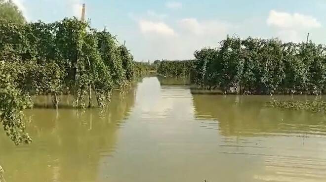 Alluvione cotignola 2024 - danni all' agricoltura 