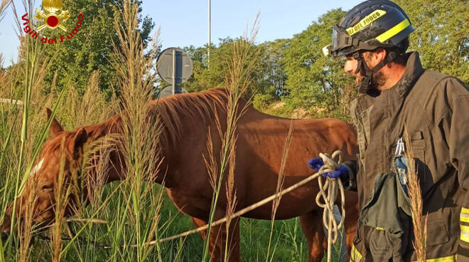 Incidente Stradale Cesena